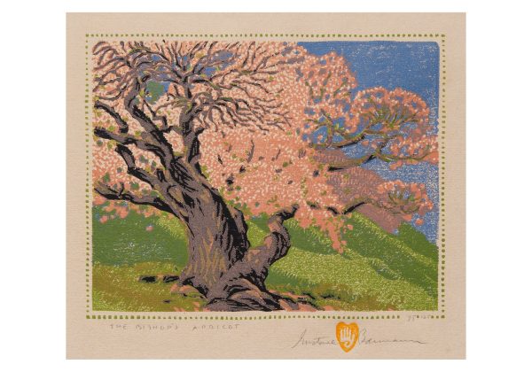 Gustave Baumann: The Bishop's Apricot Small Boxed Cards - Image 2