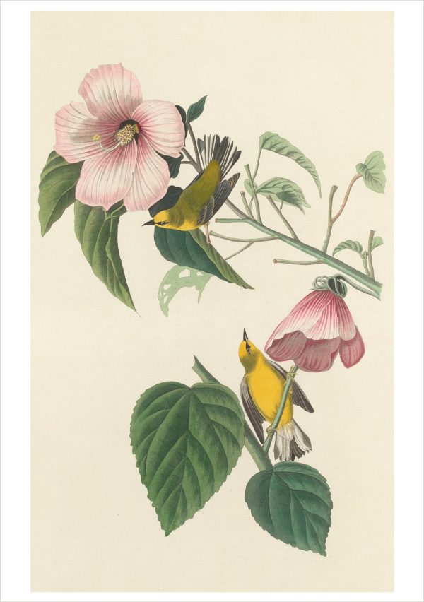 John James Audubon: Songbirds Boxed Notecard Assortment - Image 2