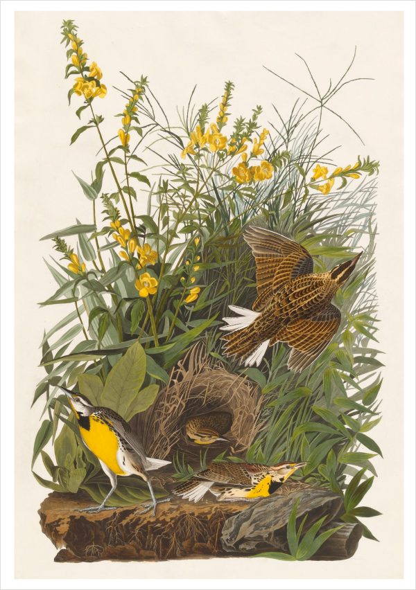 John James Audubon: Songbirds Boxed Notecard Assortment - Image 3