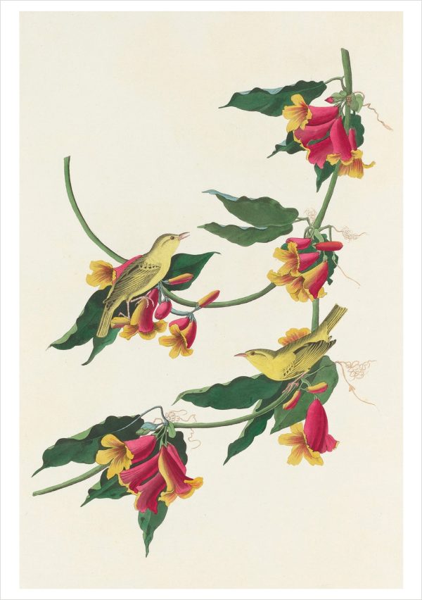 John James Audubon: Songbirds Boxed Notecard Assortment - Image 4