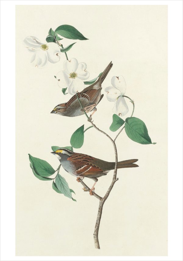 John James Audubon: Songbirds Boxed Notecard Assortment - Image 5
