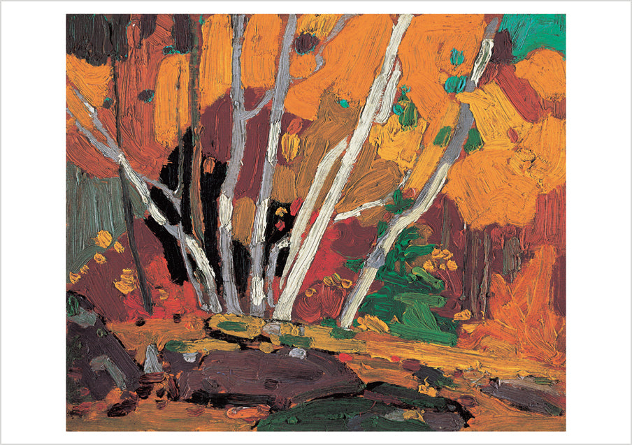 Tom Thomson: Autumn Birches Postcard