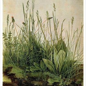 Albrecht Dürer: The Great Piece of Turf Postcard