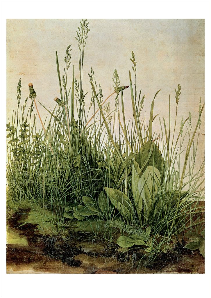 Albrecht Dürer: The Great Piece of Turf Postcard