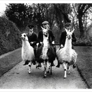 Ampthill House Llama Farm Postcard