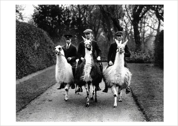 Ampthill House Llama Farm Postcard