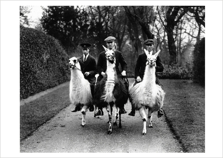 Ampthill House Llama Farm Postcard