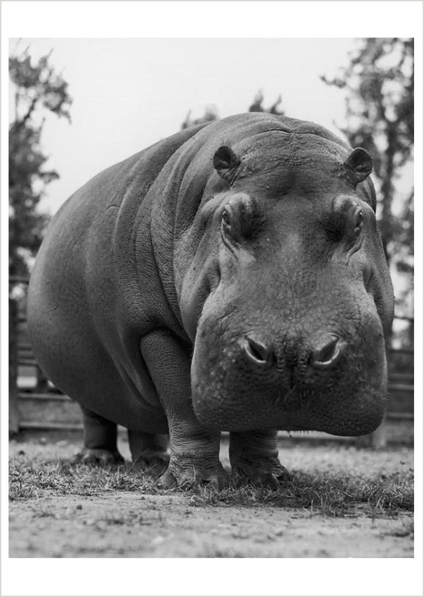 Yard Hippo Postcard
