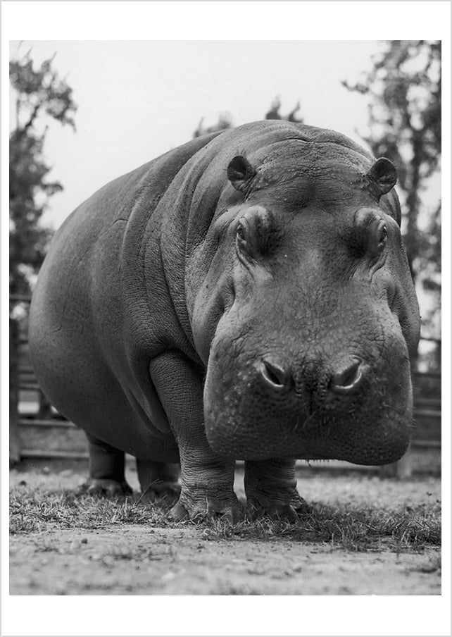 Yard Hippo Postcard