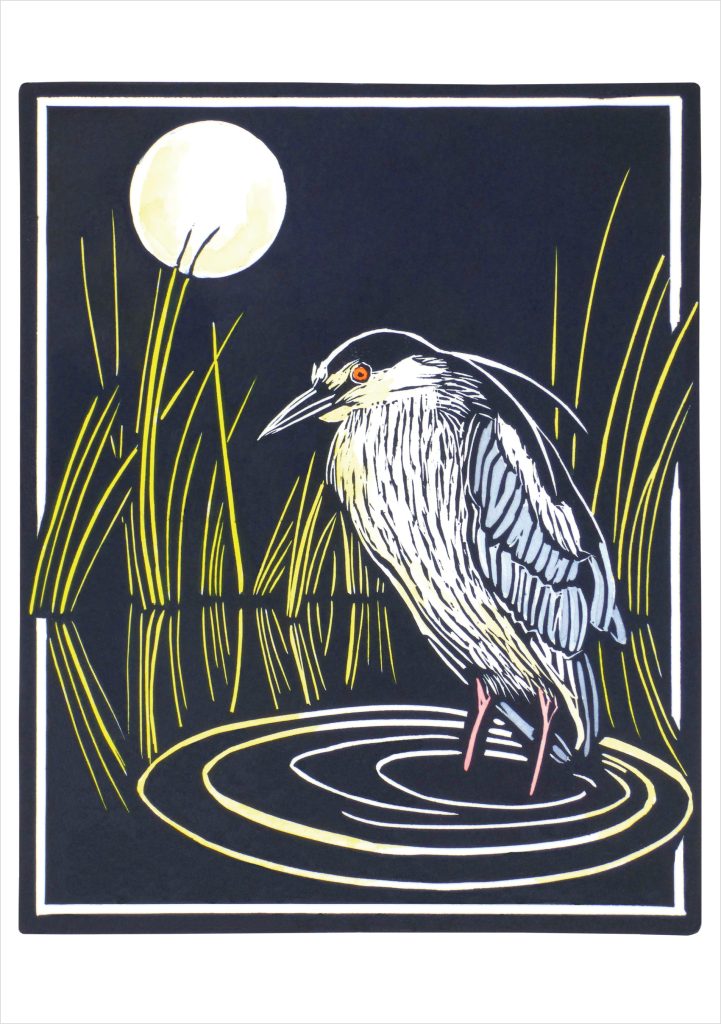 Molly Hashimoto: Black-crowned Night Heron Notecard