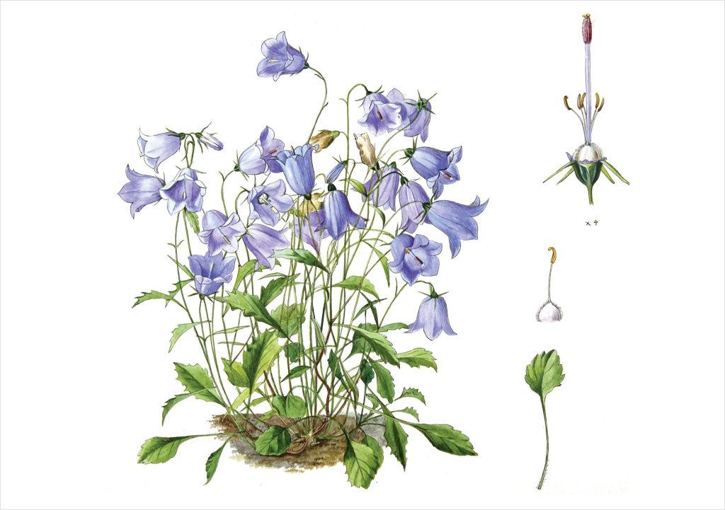 Lilian Snelling: Campanula valdensis Notecard