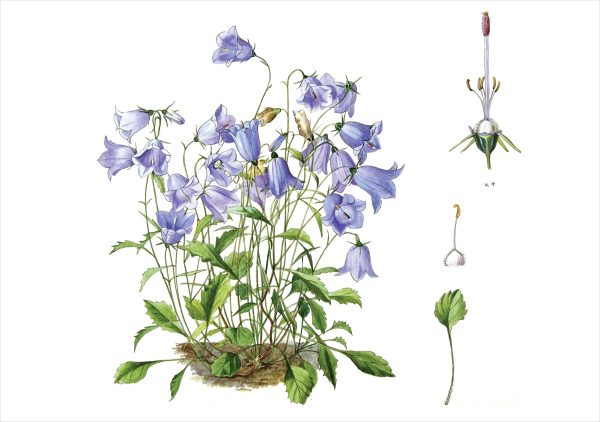 Lilian Snelling: Campanula valdensis Notecard