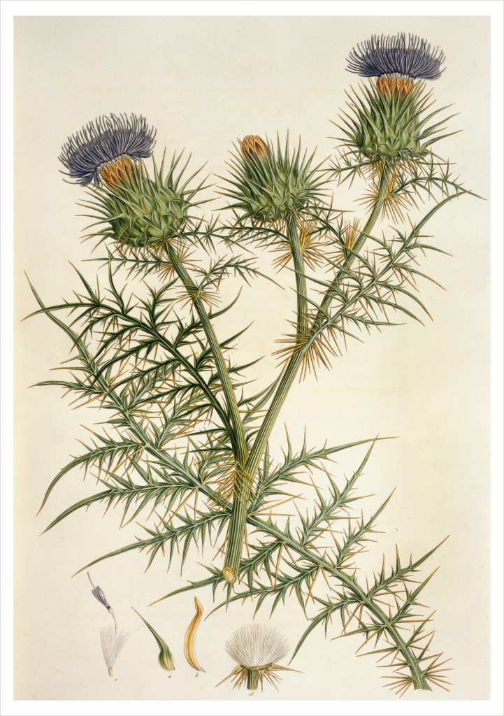 Cynara horrida Notecard