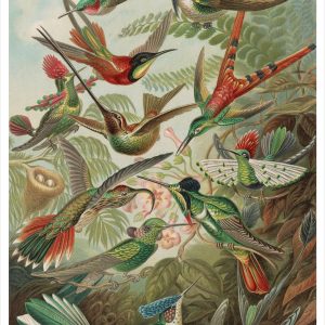 Ernst Haeckel: Hummingbirds Notecard