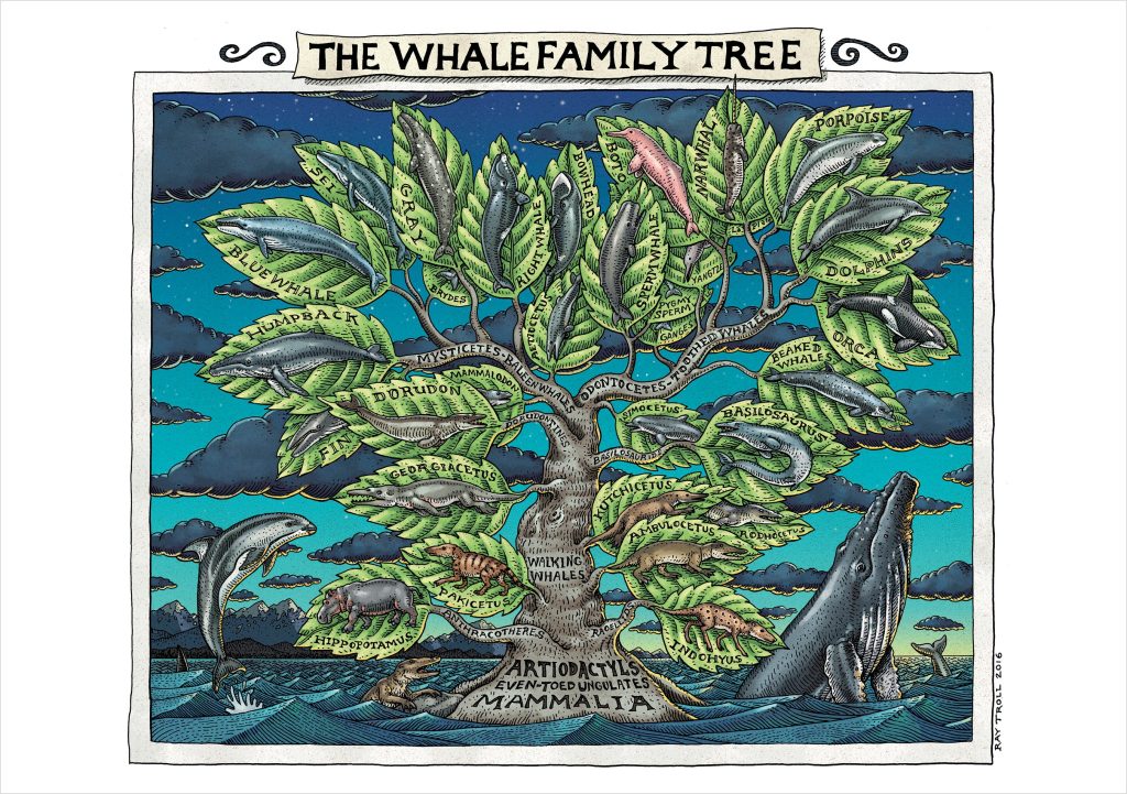 Ray Troll: The Whale Family Tree Notecard