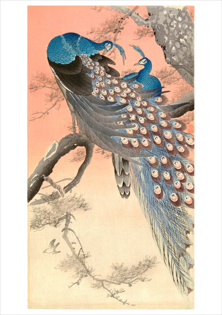 Ohara Koson (Shōson): Two Peacocks on the Branch of a Tree Notecard