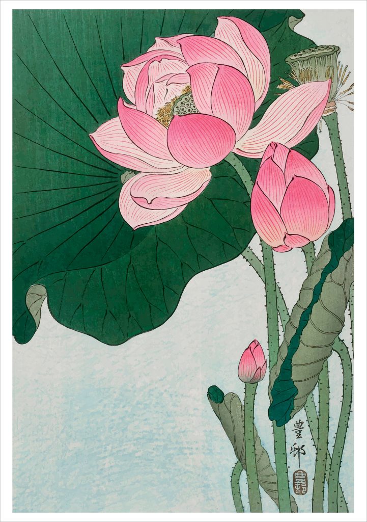 Ohara Koson (Shōson): Blooming Lotus Notecard