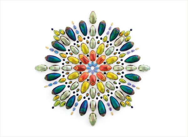 Biophilia: The Art of Christopher Marley Book of Postcards - Image 3