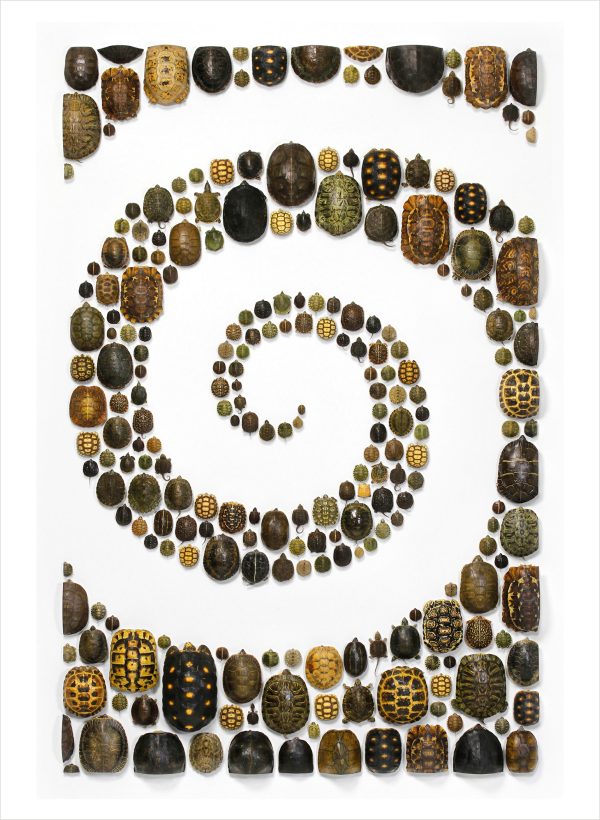 Biophilia: The Art of Christopher Marley Book of Postcards - Image 5