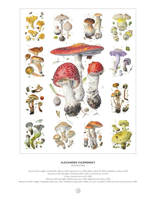 Mushrooms: Alexander Viazmensky 1000-Piece Jigsaw Puzzle - Image 3