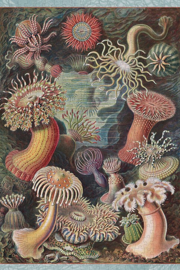 Ernst Haeckel: Sea Anemones 500-Piece Jigsaw Puzzle - Image 2