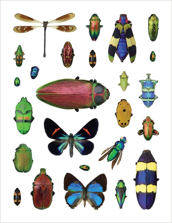 Christopher Marley's Incredible Insects Sticker Book - Image 3