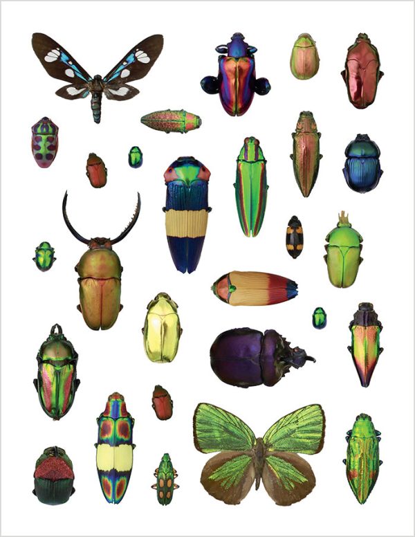 Christopher Marley's Incredible Insects Sticker Book - Image 4