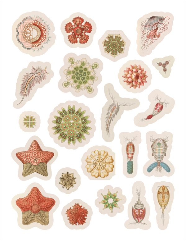Ernst Haeckel: Art Forms in Nature Sticker Book - Image 3