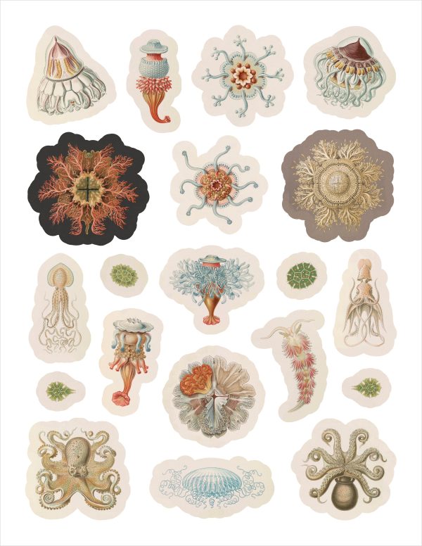 Ernst Haeckel: Art Forms in Nature Sticker Book - Image 4