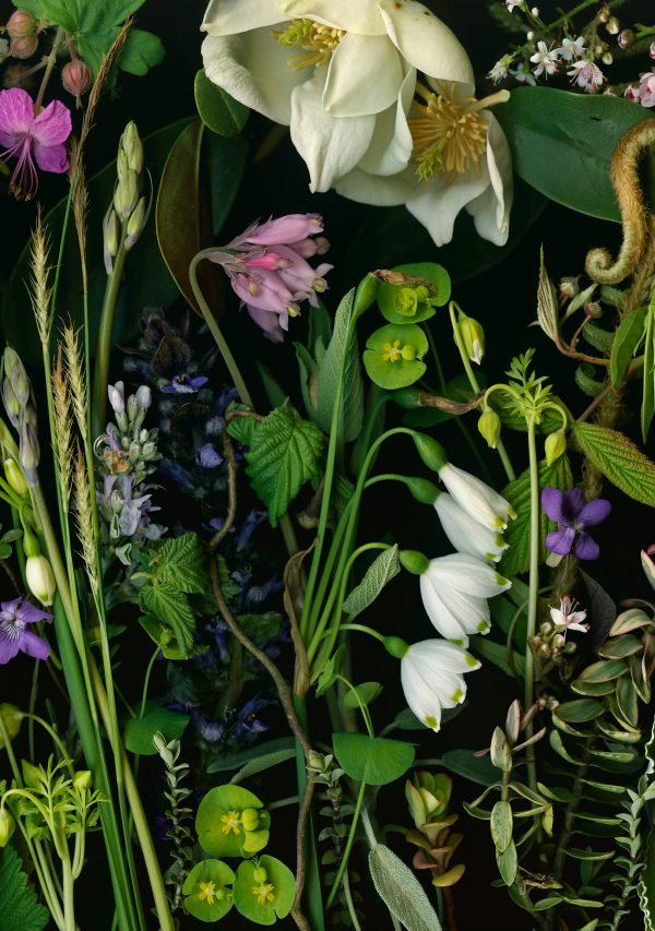 Deb Stoner: Flora Boxed Notecard Assortment - Image 4