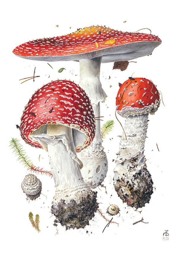 Mushrooms: Alexander Viazmensky Boxed Notecard Assortment - Image 2