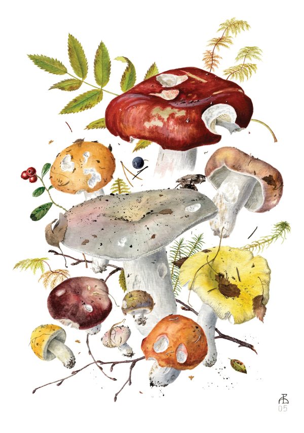 Mushrooms: Alexander Viazmensky Boxed Notecard Assortment - Image 3