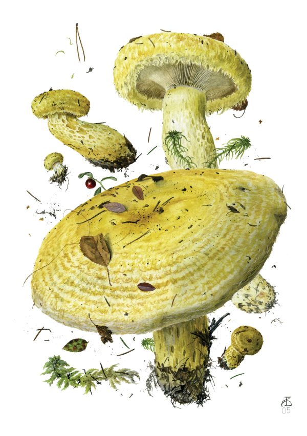Mushrooms: Alexander Viazmensky Boxed Notecard Assortment - Image 4
