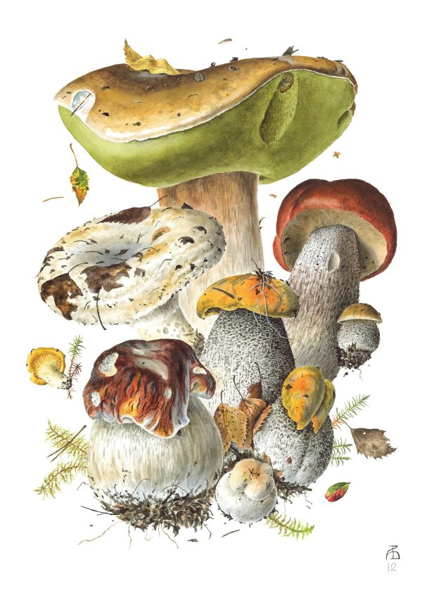 Mushrooms: Alexander Viazmensky Boxed Notecard Assortment - Image 5