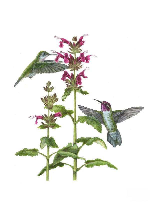 Erin E. Hunter: Pollinators Boxed Notecard Assortment - Image 2