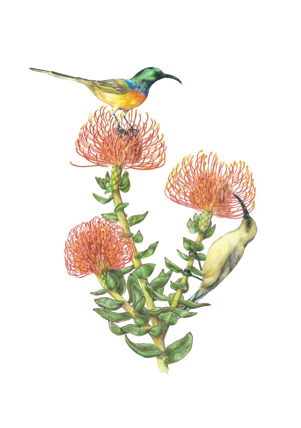 Erin E. Hunter: Pollinators Boxed Notecard Assortment - Image 3