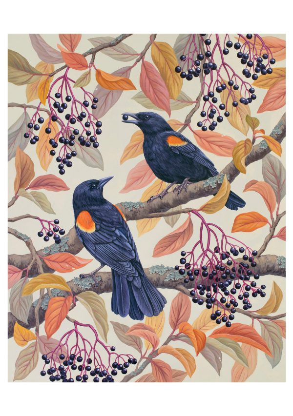 Vasilisa Romanenko: Birds of a Feather Boxed Notecard Assortment - Image 4