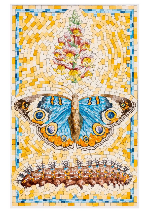 David Cohen: Butterflies Boxed Notecard Assortment - Image 3