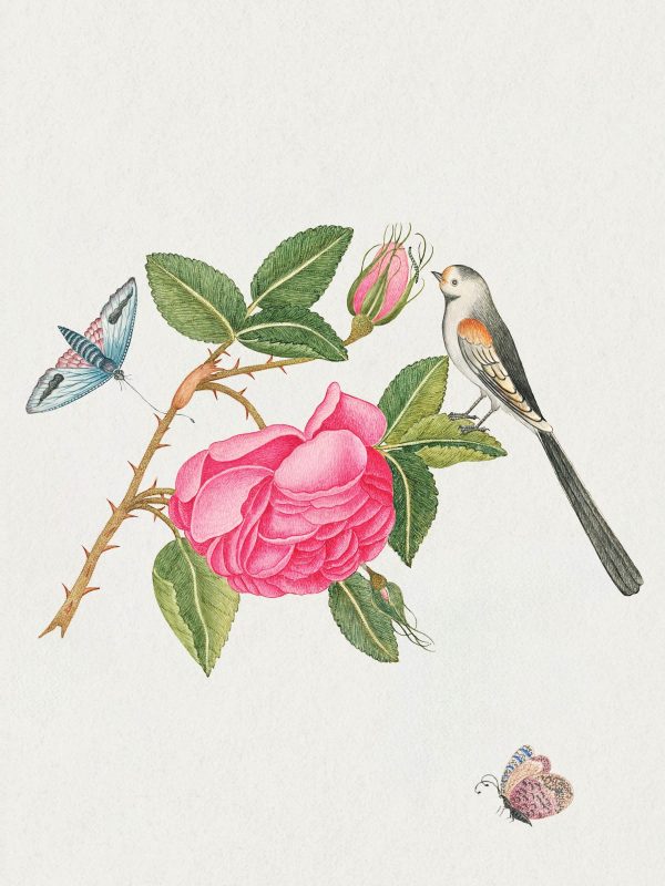 Flowers. Birds & Butterflies Celebrations Boxed Notecards - Image 3