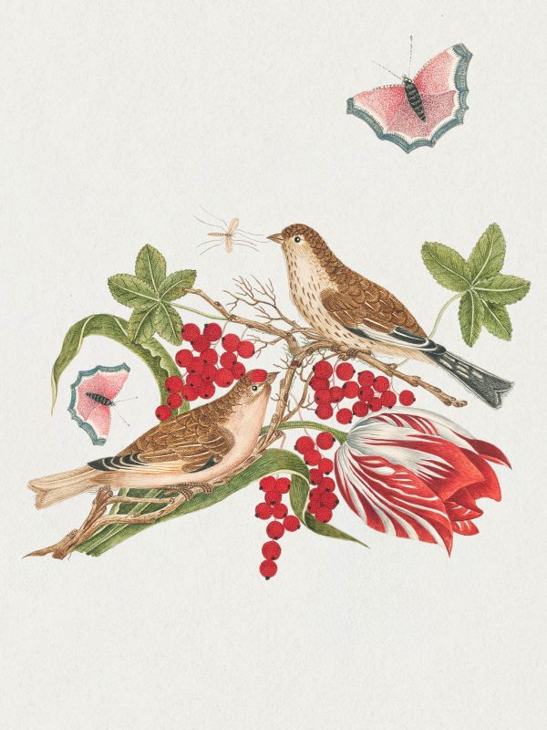 Flowers. Birds & Butterflies Celebrations Boxed Notecards - Image 5