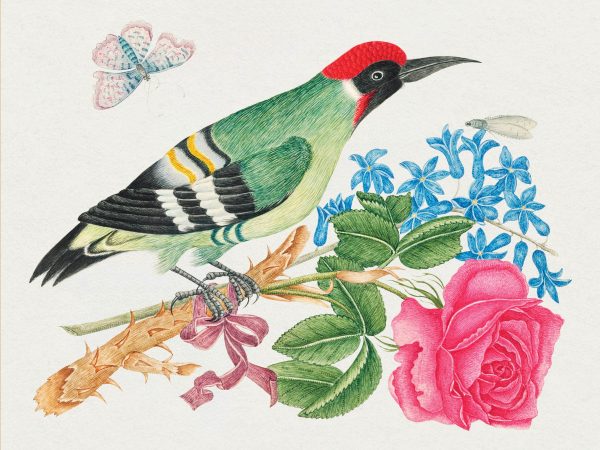 Flowers. Birds & Butterflies Celebrations Boxed Notecards - Image 8