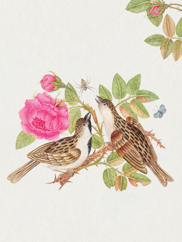 Flowers. Birds & Butterflies Celebrations Boxed Notecards - Image 9