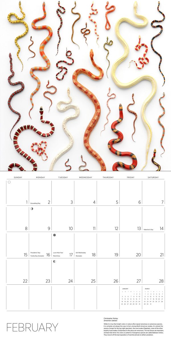 Exquisite Creatures: The Art of Christopher Marley 2026 Wall Calendar - Image 3