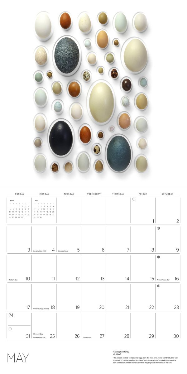 Exquisite Creatures: The Art of Christopher Marley 2026 Wall Calendar - Image 4