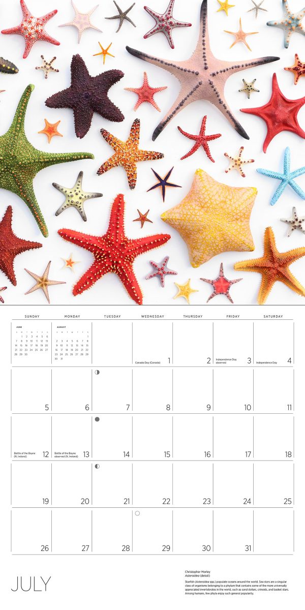 Exquisite Creatures: The Art of Christopher Marley 2026 Wall Calendar - Image 6
