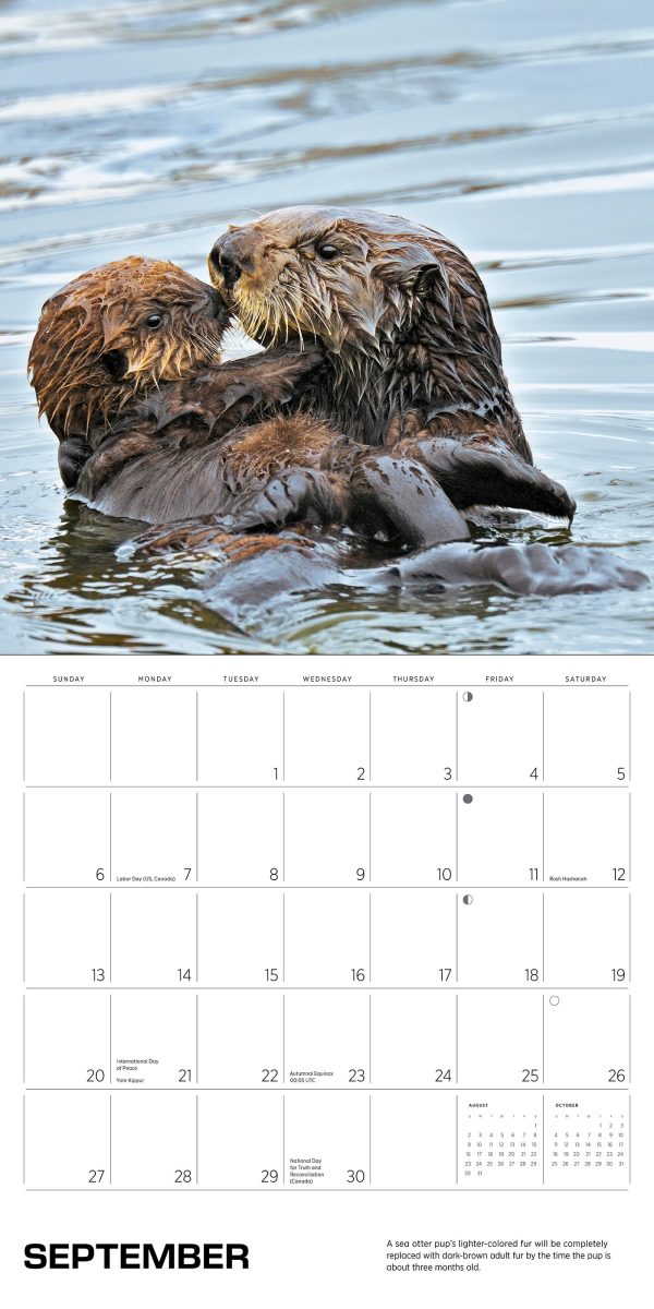Sea Otters: Photographs by Tom and Pat Leeson 2026 Wall Calendar - Image 5