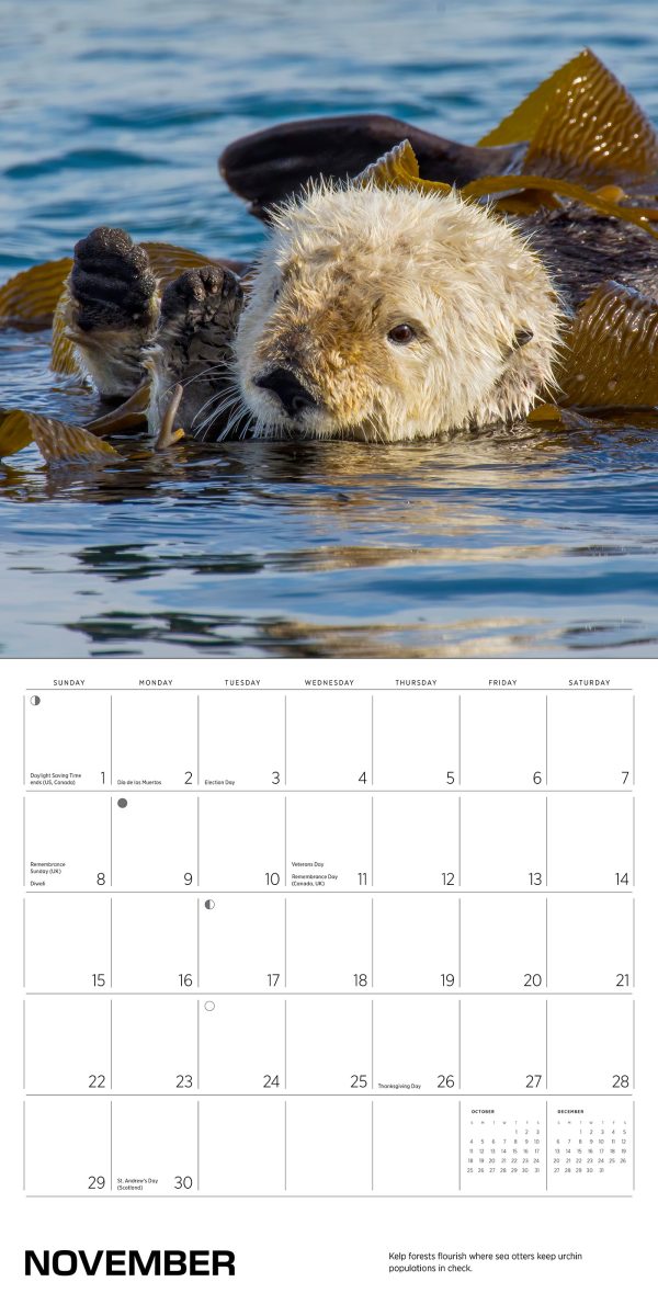 Sea Otters: Photographs by Tom and Pat Leeson 2026 Wall Calendar - Image 7