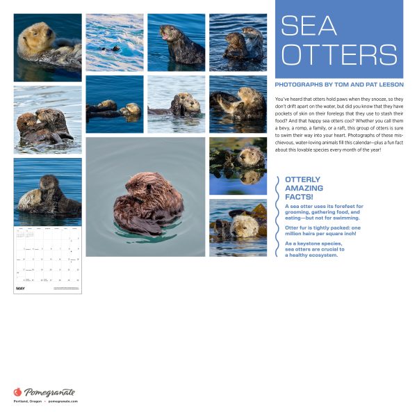 Sea Otters: Photographs by Tom and Pat Leeson 2026 Wall Calendar - Image 8