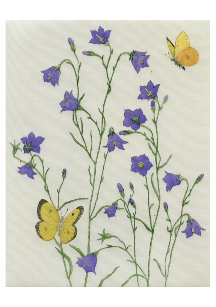 Maurice R. Bebb: Harebells and Sulphurs Birthday Card
