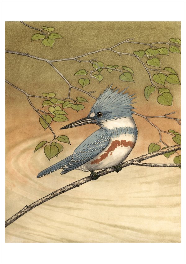 Maurice R. Bebb: Belted Kingfisher Birthday Card